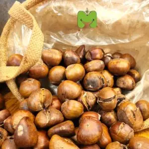 דוכן ערמונים